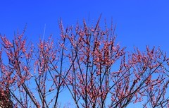 杨府山公园梅花展 (4)