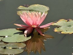 拍摄花卉一（1073）
