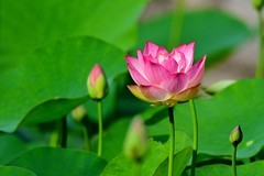 荷花初开话小满