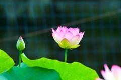 荷花初开话小满