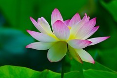 荷花初开话小满