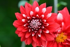 红苕花开谈小满