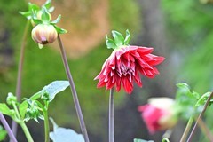 红苕花开谈小满