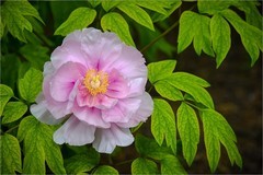 2026年第0351贴 -景山牡丹花纪实（0521）