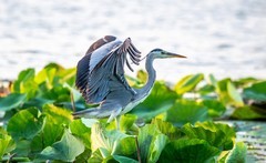 明湖苍鹭（十二）