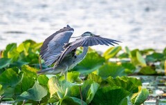 明湖苍鹭（十二）