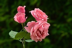 2026190 月 季 花