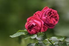 2026190 月 季 花