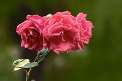 2026190 月 季 花
