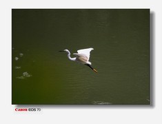 海珠区公园的鹭鸟-上篇