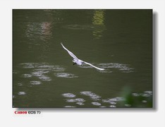 海珠区公园的鹭鸟-上篇