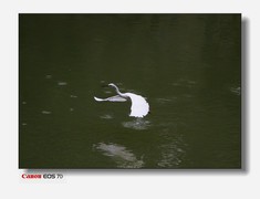 海珠区公园的鹭鸟-上篇