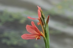 拍摄花卉一（1193）