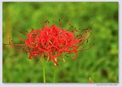 石蒜花【丙午年-314】
