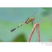 蜻蜓