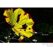 枯荷