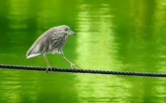 [26253] 流花湖的鹭鸟（2）