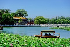 2025188 景山公园  荷塘悦色