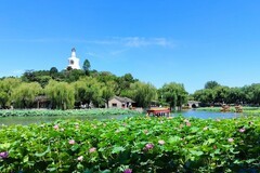 2025188 景山公园  荷塘悦色