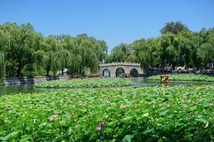 2025188 景山公园  荷塘悦色