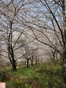 2025.3.23安顺万亩樱花拍（6）