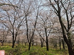 2025.3.23安顺万亩樱花拍（6）