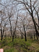 2025.3.23安顺万亩樱花拍（6）