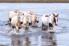 慢门 飞马踏水（12）