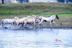 慢门 飞马踏水（12）