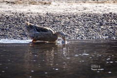 红村天鹅湾（6）