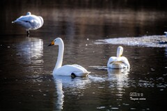 红村天鹅湾（6）