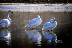 红村天鹅湾（6）