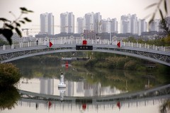 1626【不老松：纪实摄影】 大运河畔：河北沧州黄河路至海河路段！ (15)岸边花果：金银