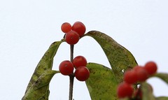 1626【不老松：纪实摄影】 大运河畔：河北沧州黄河路至海河路段！ (15)岸边花果：金银
