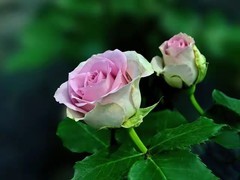 月季花