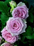 月季花