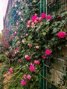 【镜头里】第1665号：微距花卉（一）