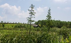 庐州印象（680）星月湿地