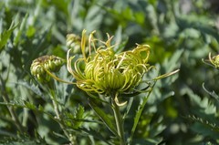 济南趵突泉第46届金秋菊展-8