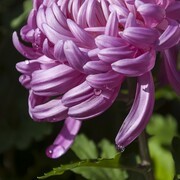 济南趵突泉第46届金秋菊展-8