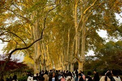 拍照狂魔之-秋日明孝陵壹【10P】