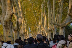 拍照狂魔之-秋日明孝陵壹【10P】