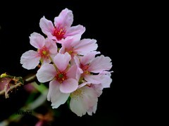 明珠楼的樱花。