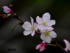 明珠楼的樱花。