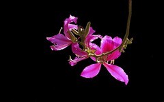 [26059] 马涌河畔的洋紫荆