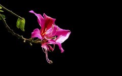 [26059] 马涌河畔的洋紫荆