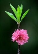 白云山桃花涧的桃花。