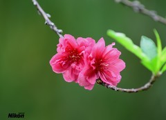 白云山桃花涧的桃花。