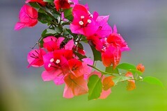 三角梅花开红艳