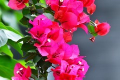 三角梅花开红艳